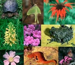 biodiversity