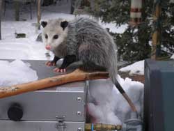 opossum_Toronto