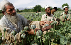 afghanistan-opium